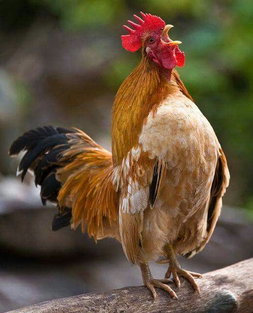 cock_crowing